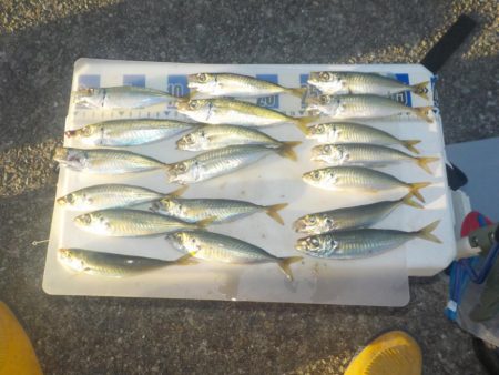 グレ釣りのはずが・・・