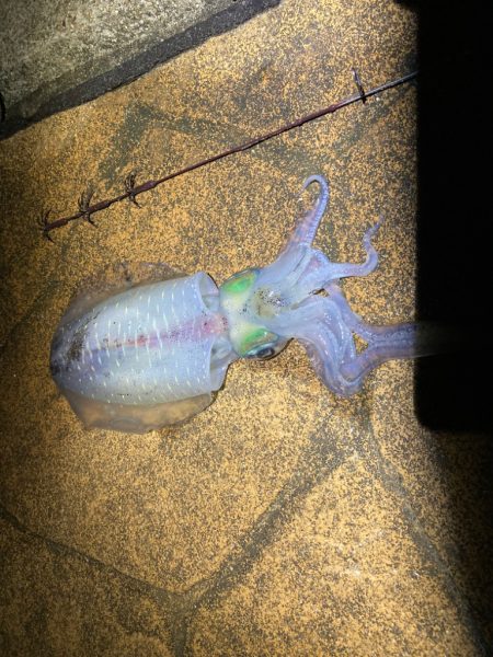 この秋初イカ