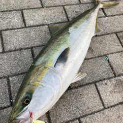 潮緩み水潮ながら。ギリ鰤80cm4290g…