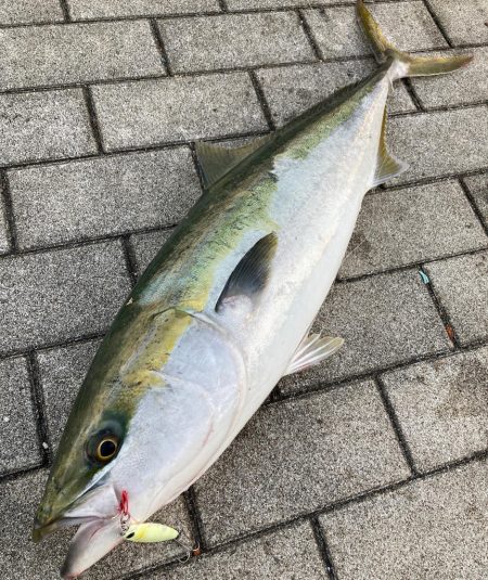 潮緩み水潮ながら。ギリ鰤80cm4290g…