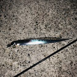 今年の初タチウオ