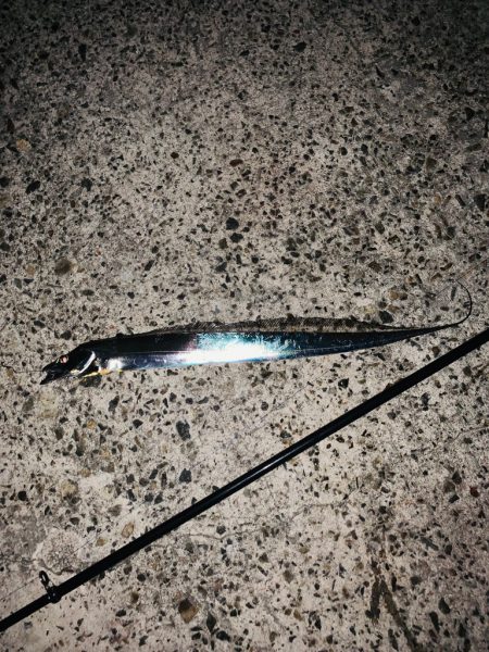 今年の初タチウオ