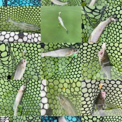 エリアトラウト　かめプー