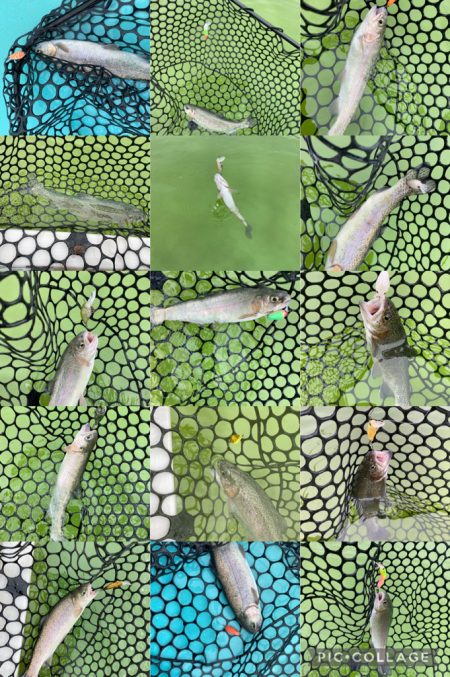 エリアトラウト　かめプー