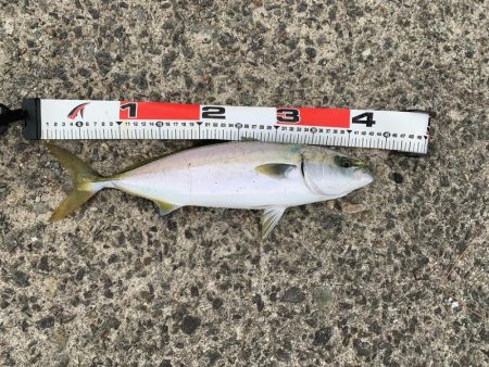 小アジでノマセ釣り