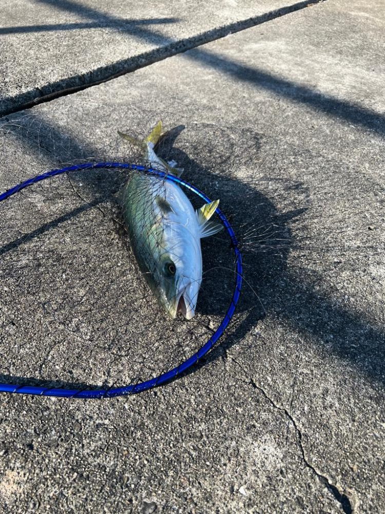 最高のアジ釣りのあとに