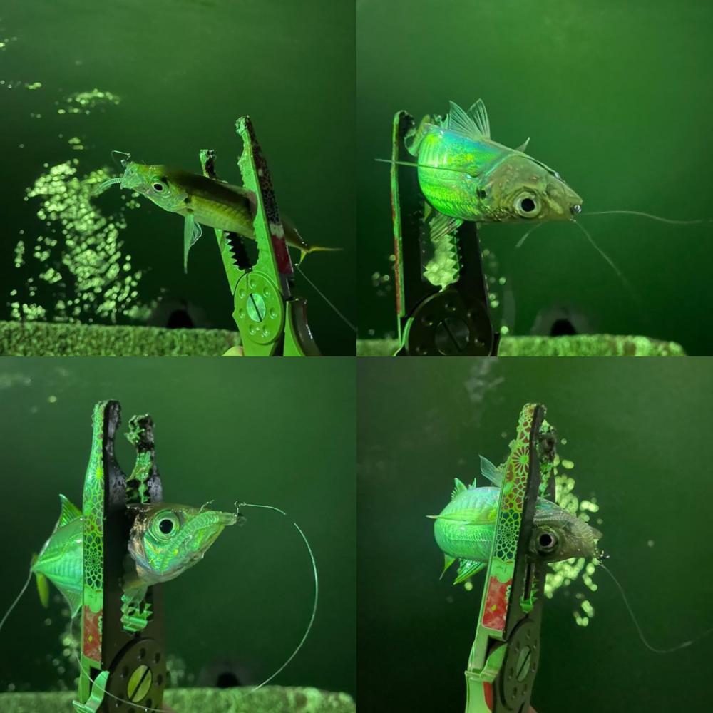 イージーゲーム