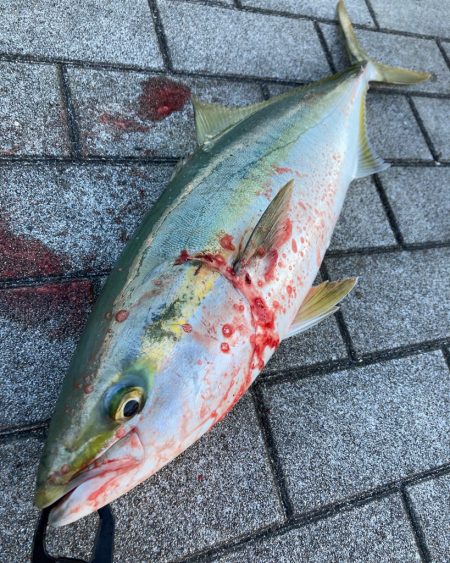 時合まにあわず。ギリメジロ65cm。。。