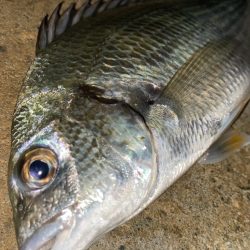 ヘチってきました