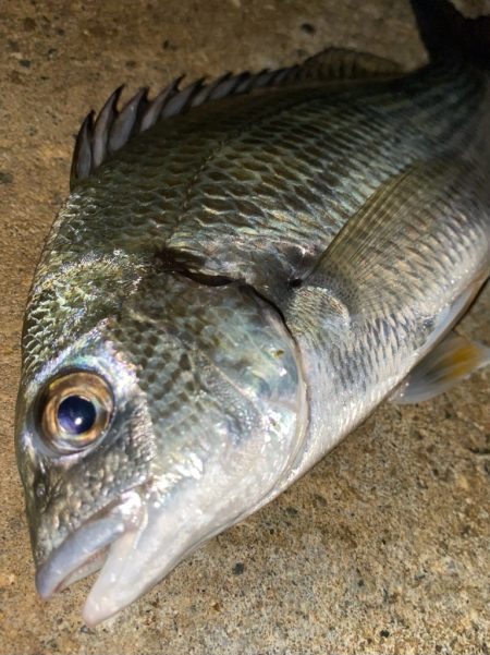 ヘチってきました