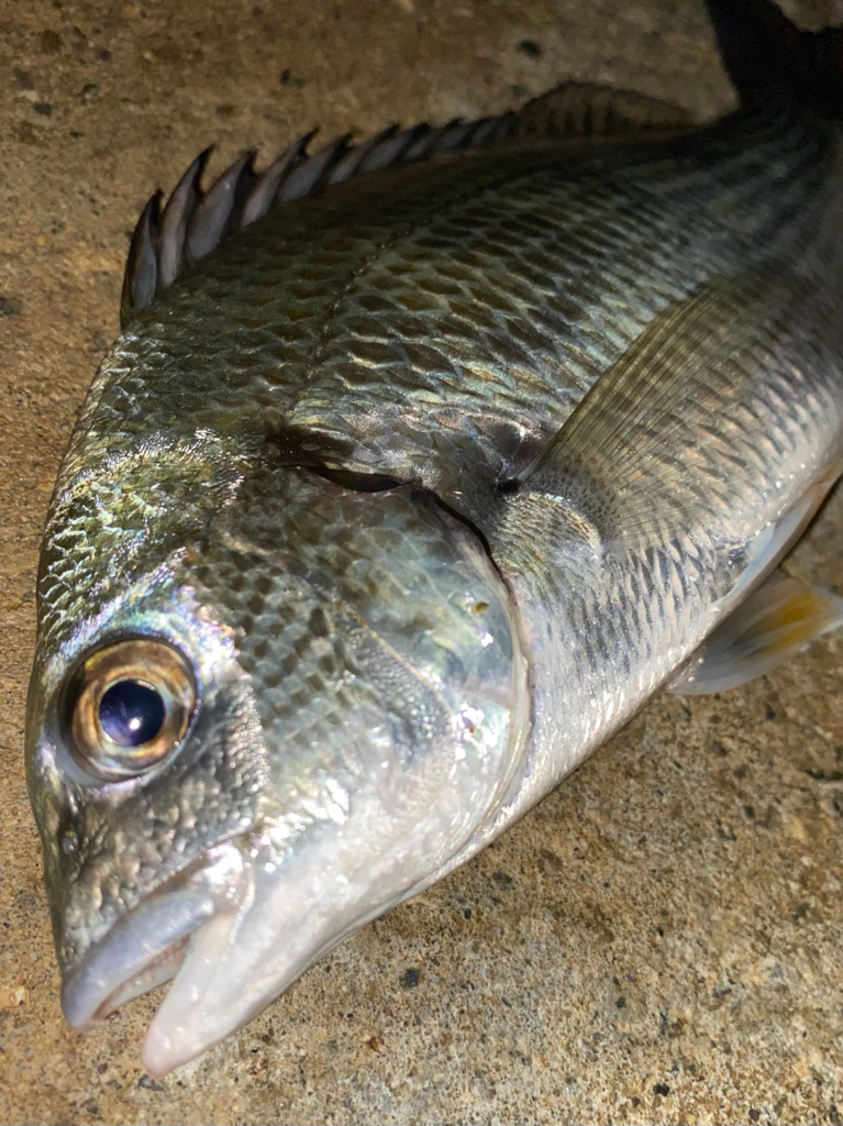 ヘチってきました