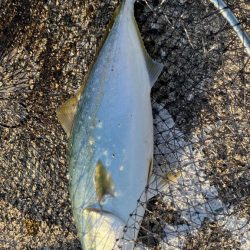 青物おるやん(・∀・)