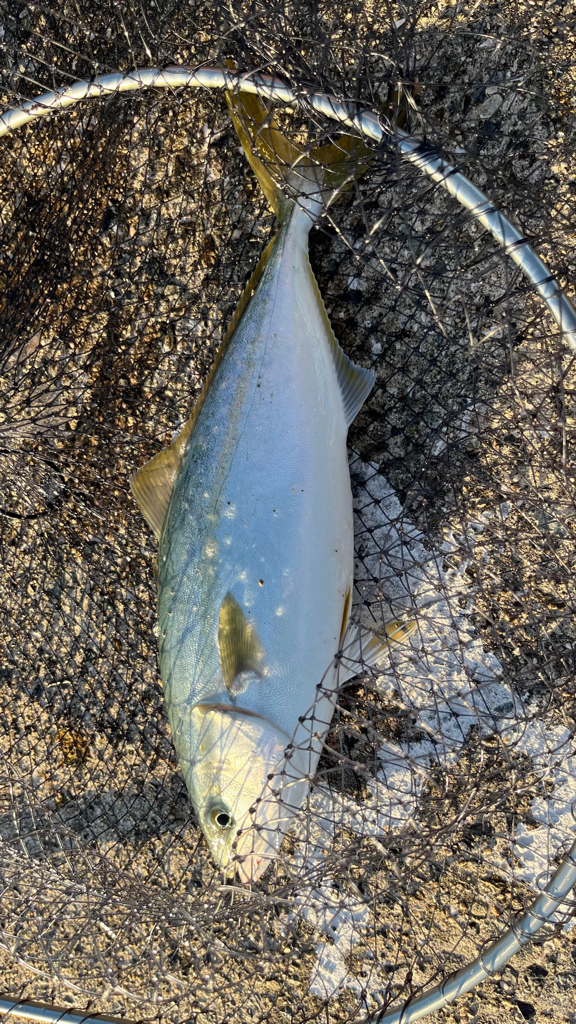 青物おるやん(・∀・)