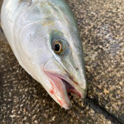 久々の青物だー！