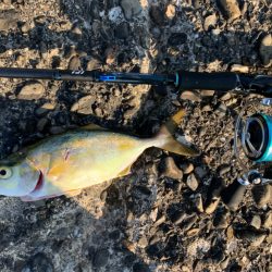 魚種は多いけども