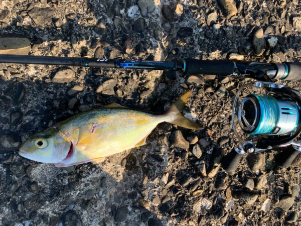 魚種は多いけども