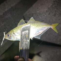 太刀魚釣るはずだったのに