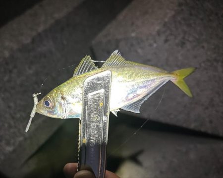 太刀魚釣るはずだったのに