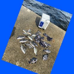 見えないですが確かに浅いタナで喰ってくる。…