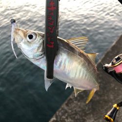 久しぶりの朝マズメ