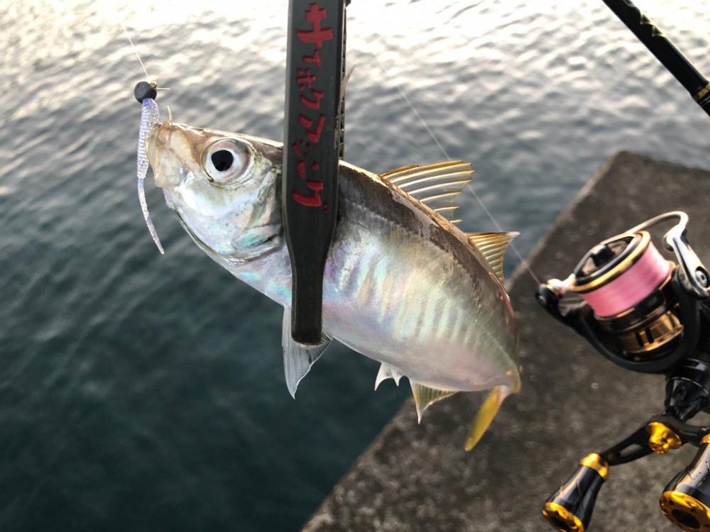 久しぶりの朝マズメ