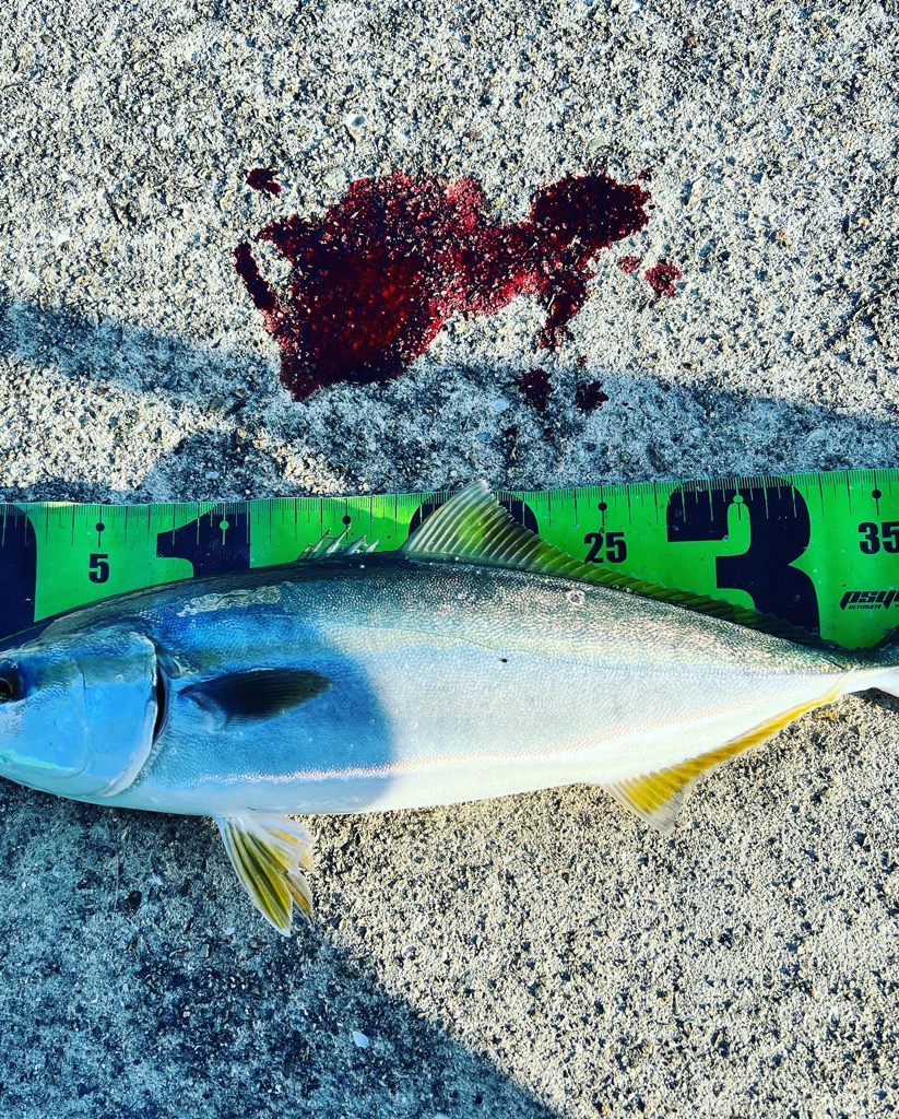 久しぶりの青物！！