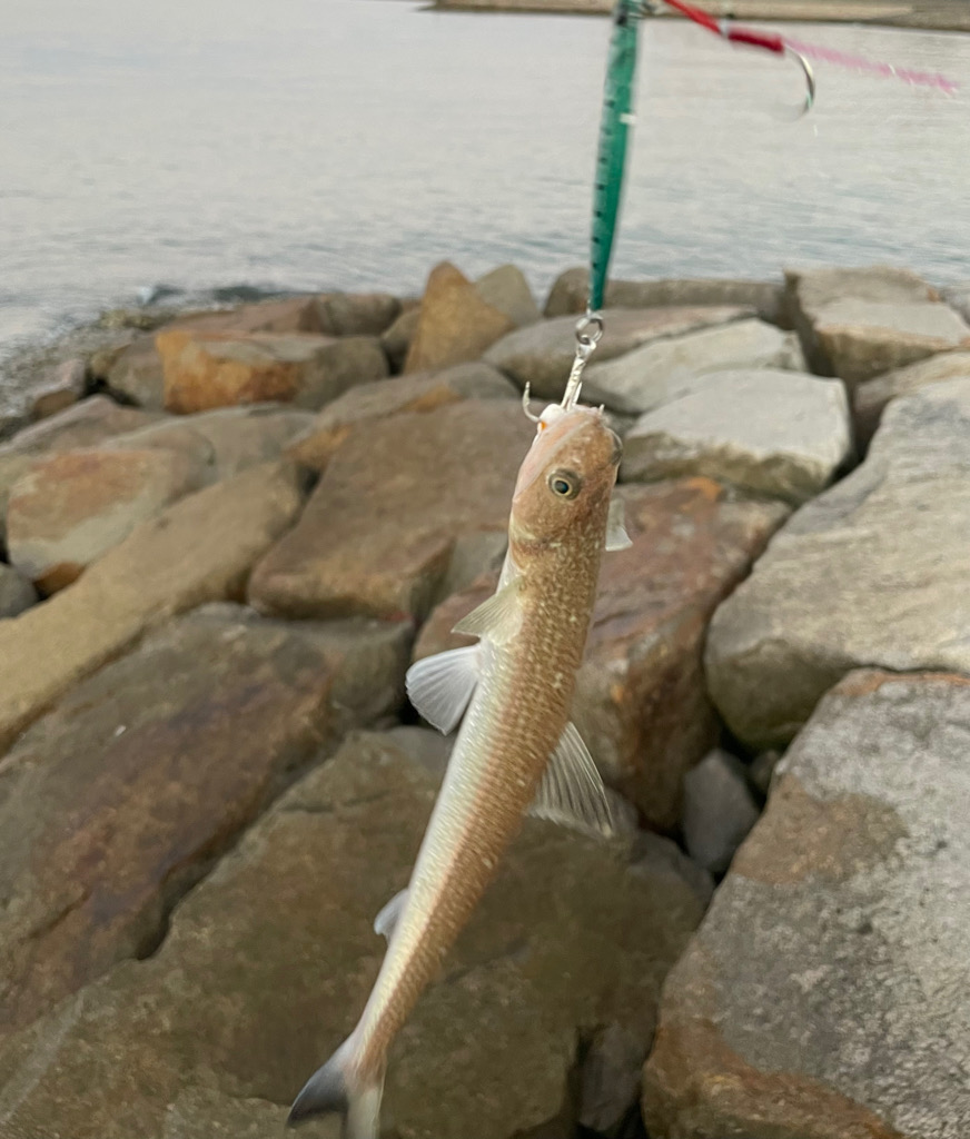 短時間ジギング