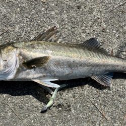 青物は釣れず、シーバス