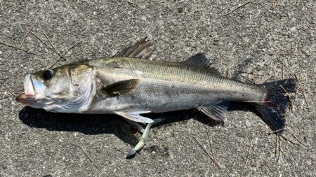 青物は釣れず、シーバス