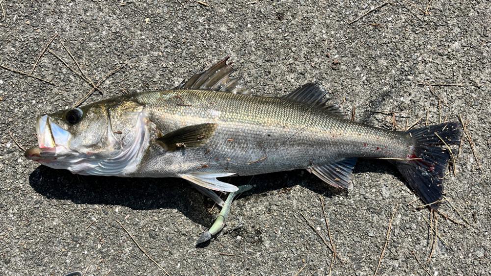 青物は釣れず、シーバス