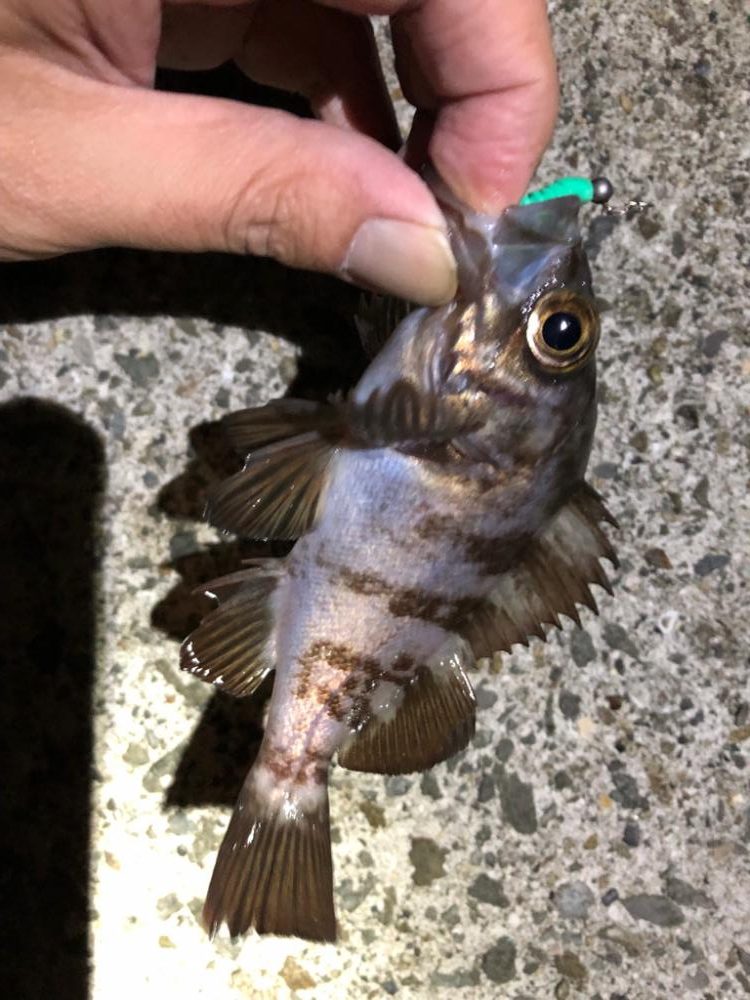 ライトゲーム弁当のために