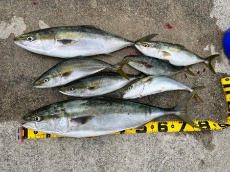 大阪　ショアジギング