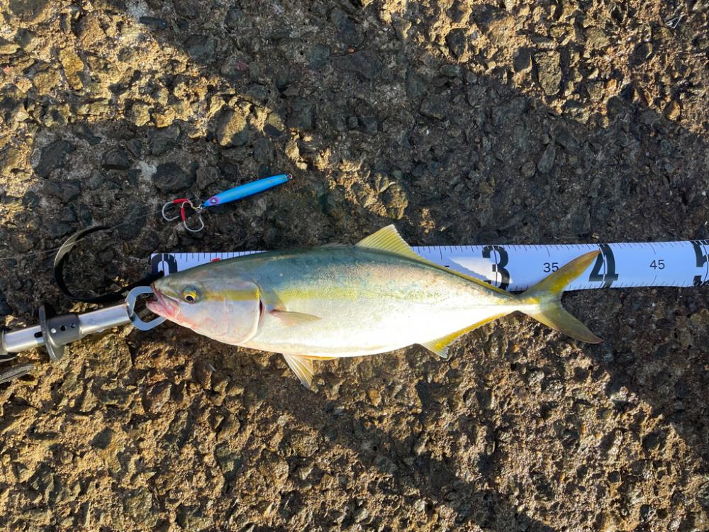 南港ショアジギング