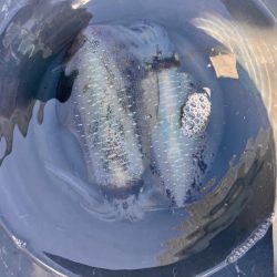 イカしてハゲしてアレもして