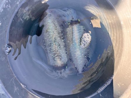 イカしてハゲしてアレもして