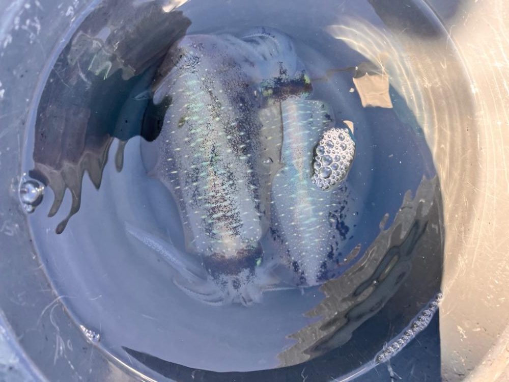 イカしてハゲしてアレもして