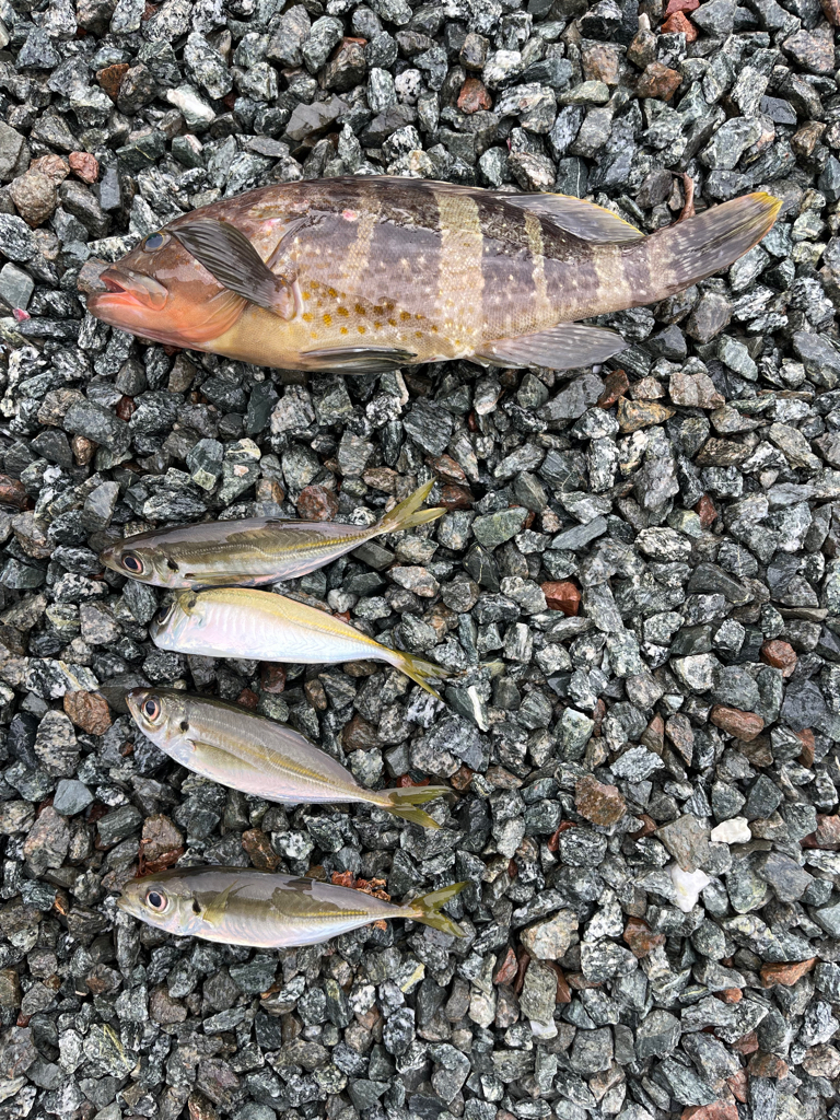 久しぶりのアジングで・・・