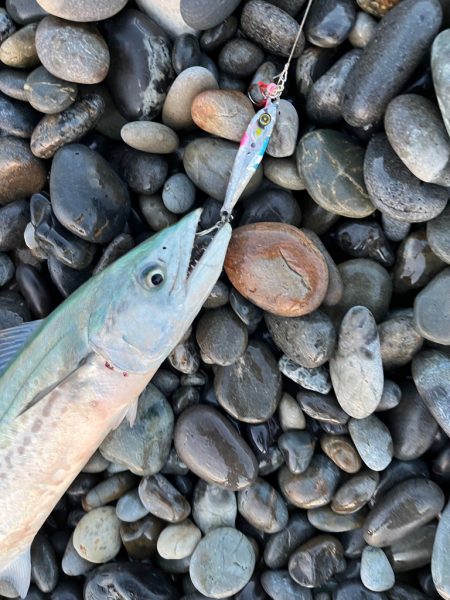 ジャックアイTGスイム+ブレードが強い