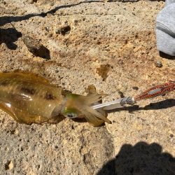 弾丸日本海ツアー