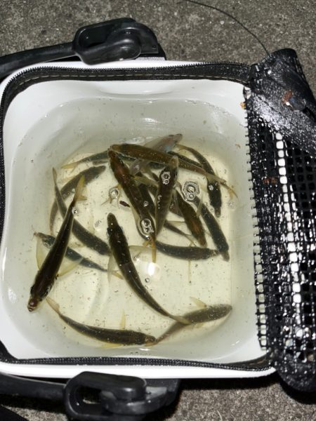 一苦労アジング