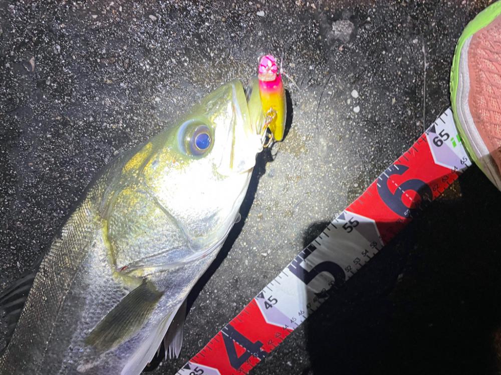 シーバス釣行