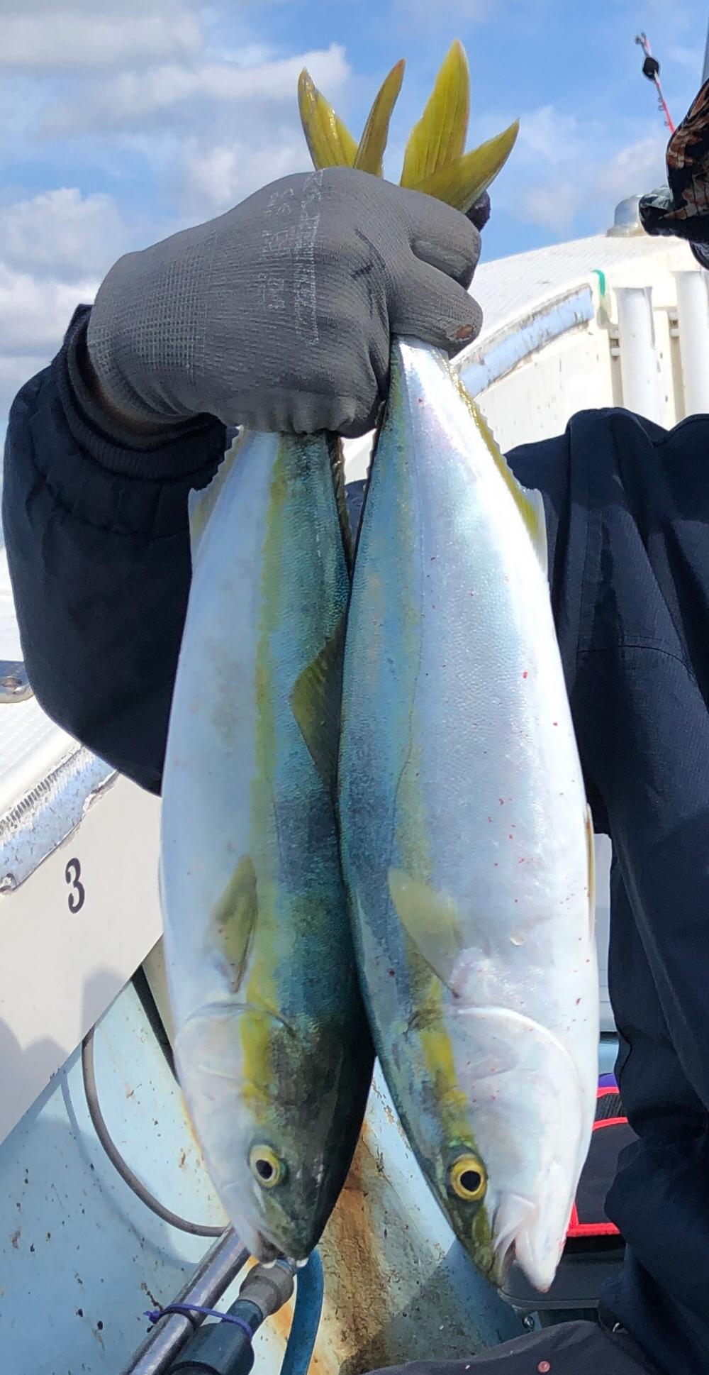 明石は流れないと渋いです