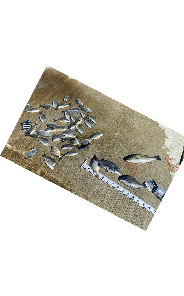 新しいエアーポンプ、ライトもオレンジ光のチェストライトを使用