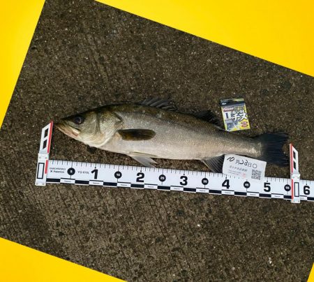 もう一度手ごたえを感じたい魚