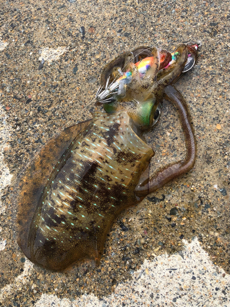 ラッキーキャッチ