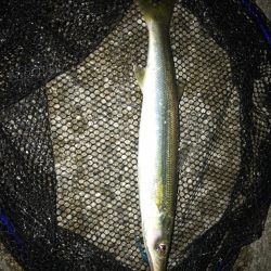 連日早朝尺鯵狙い