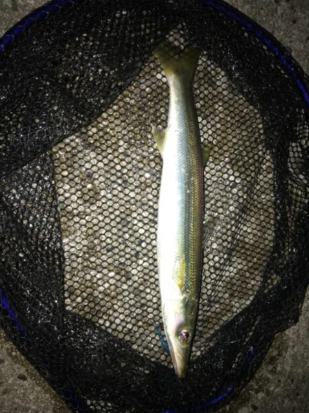 連日早朝尺鯵狙い