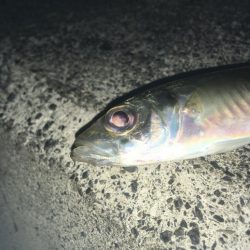 ヤエンデビュー不発