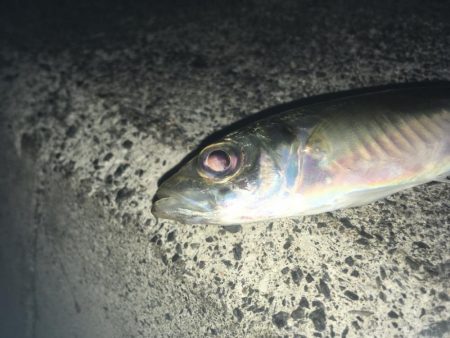 ヤエンデビュー不発