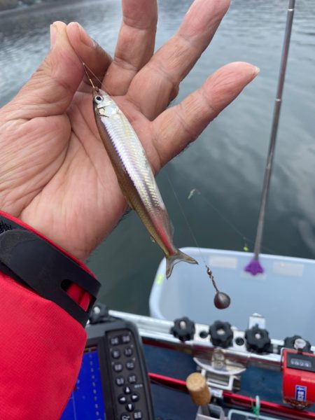 ワカサギ釣り